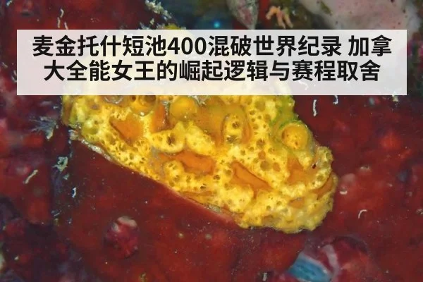 麦金托什短池400混破世界纪录 加拿大全能女王的崛起逻辑与赛程取舍